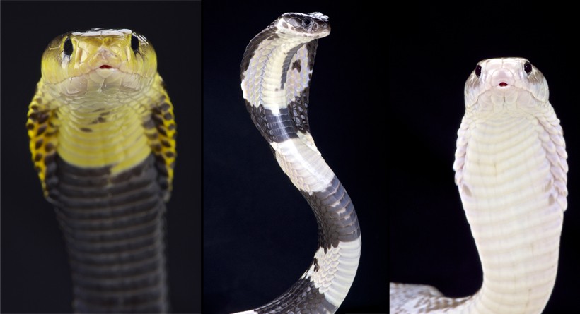 Left to right: Samar spitting cobra, Indo-Chinese spitting cobra, Javan spitting cobra