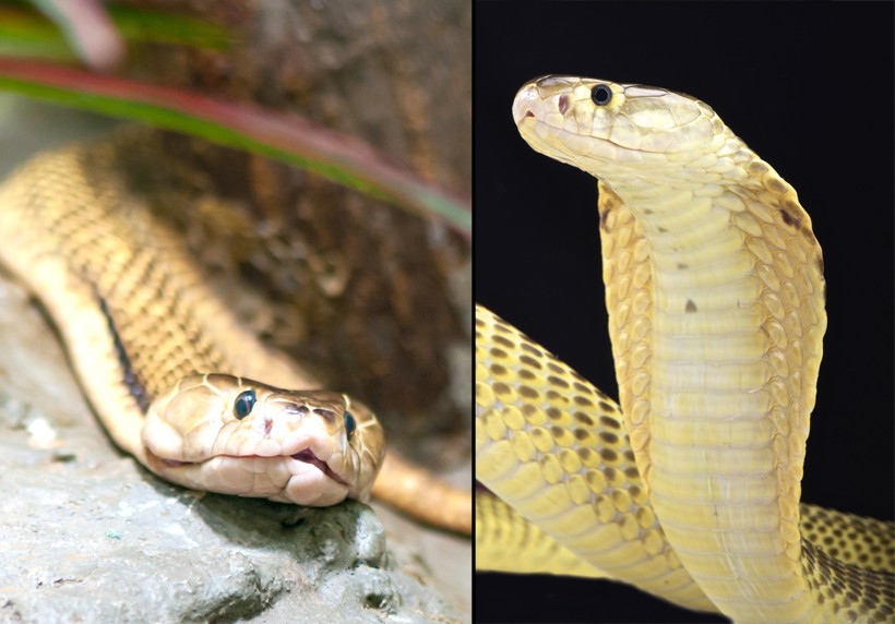 Sumatra spitting cobra