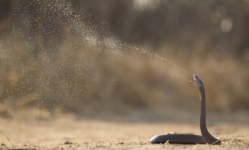 So far there are 14, out of the 28, species of the Genus Naja that have been recognized with the spitting ability. Spitting cobra Naja mossambica spitting venom as defense