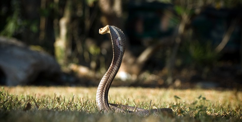 This also includes hissing while standing as tall as one-third of the total body length, a stunning spectacle. Spitting cobras showcase defense mechanisms like their upright postures followed by a threatening hood.