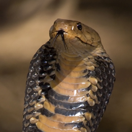 Spitting Cobra