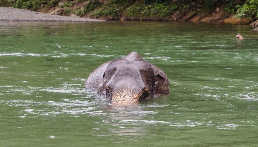 Sumatran Elephant in lake in Tangkahan, Sumatra