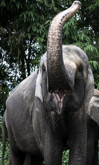 sumatran elephant waving with trunk