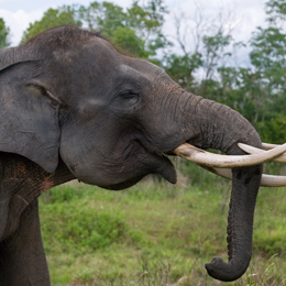 Sumatran Elephant