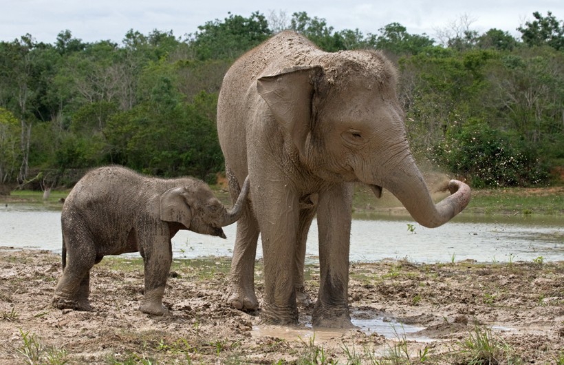 Newborn Sumatran Elephant calf with mother