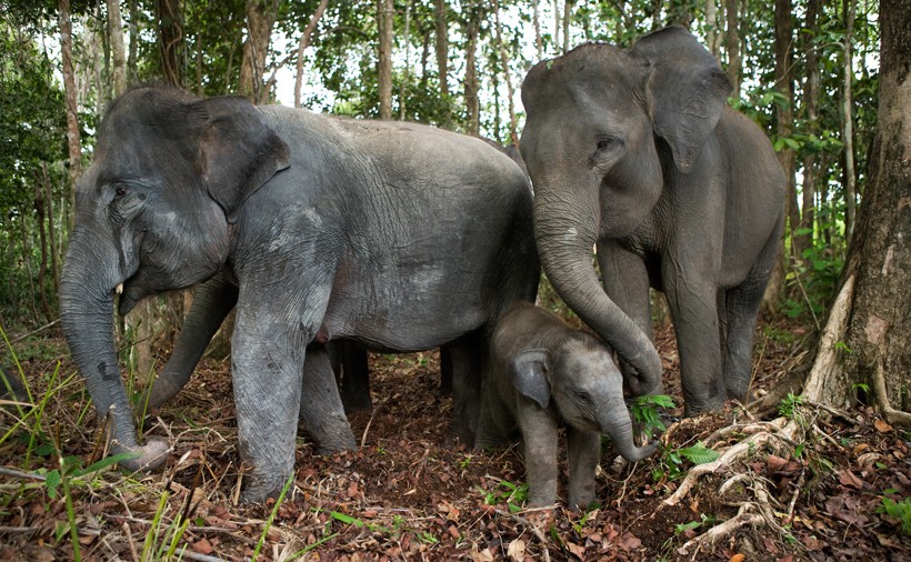 Sumatran Elephants in the jungle