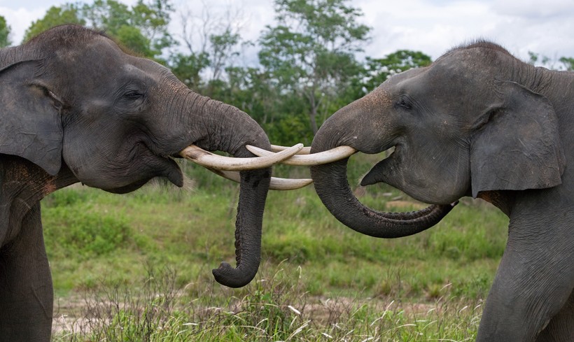 Sumatran elephants playing with each other