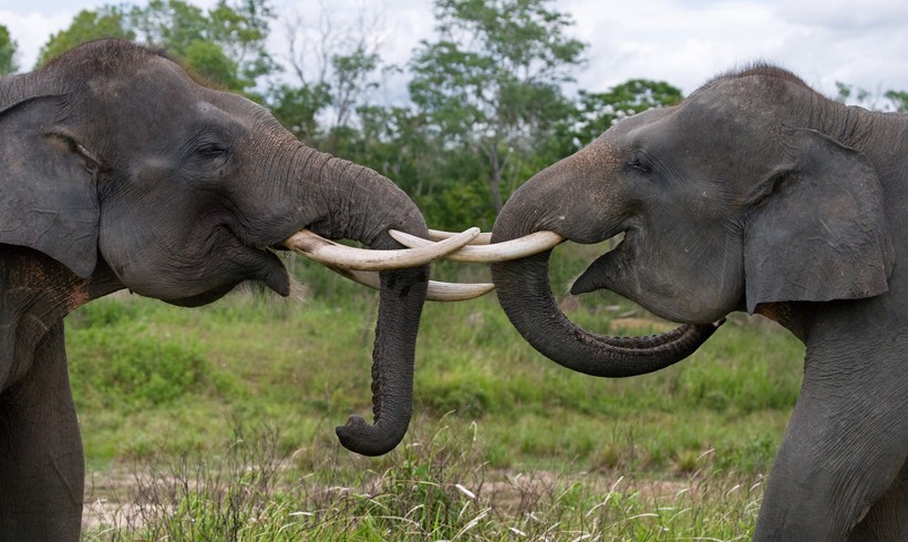 Sumatran Elephants are the largest terrestrial animals of Indonesia. Sumatran elephants playing with each other