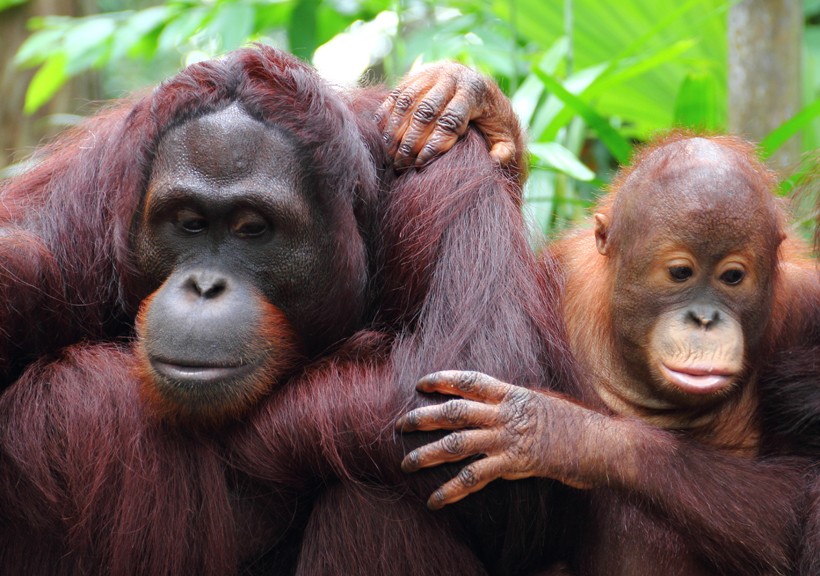 The sumatran orangutan is a critically endangered species