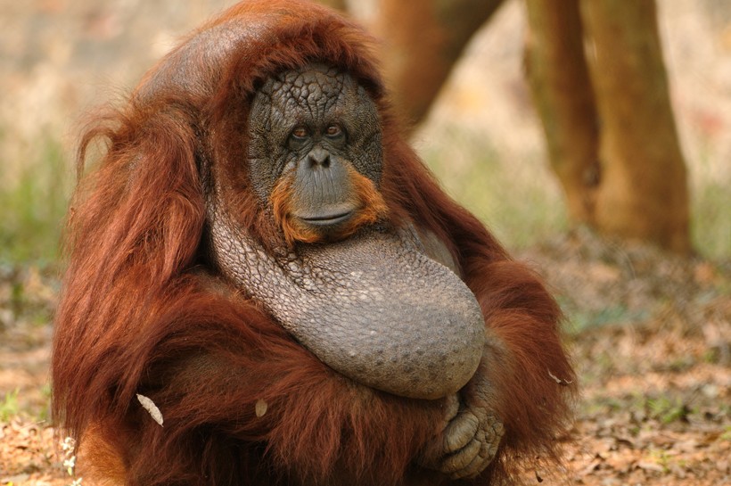 Female sumatran orangutan