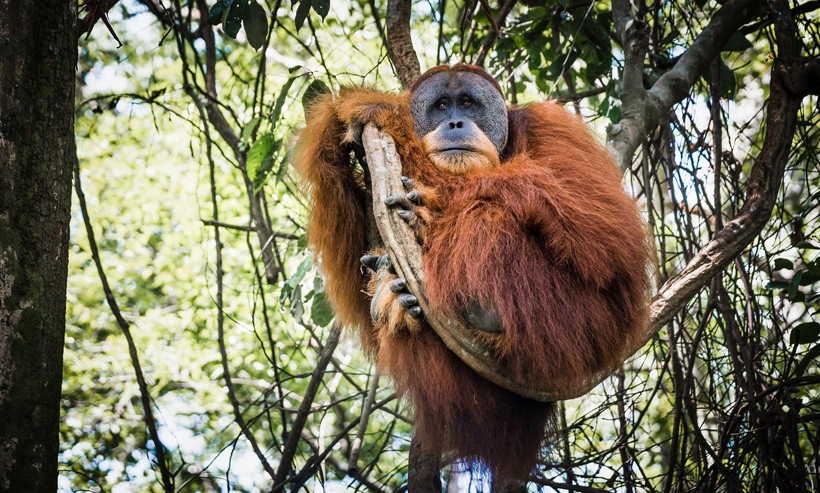 Red apes are primarily found in the tropical rain forests, and live, with the exception of too heavy males, solely in the trees. Sumatran orangutan in the tropical jungle of sumatra