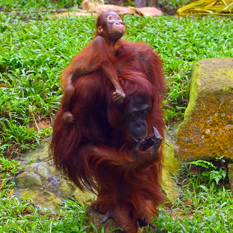 Till 8 to 9 years after birth, females are busy with their parental responsibilities. Mother sumatran orangutan carrying infant