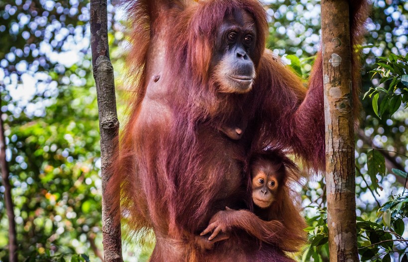 Sumatran orangutan mother and child hanging in a tree