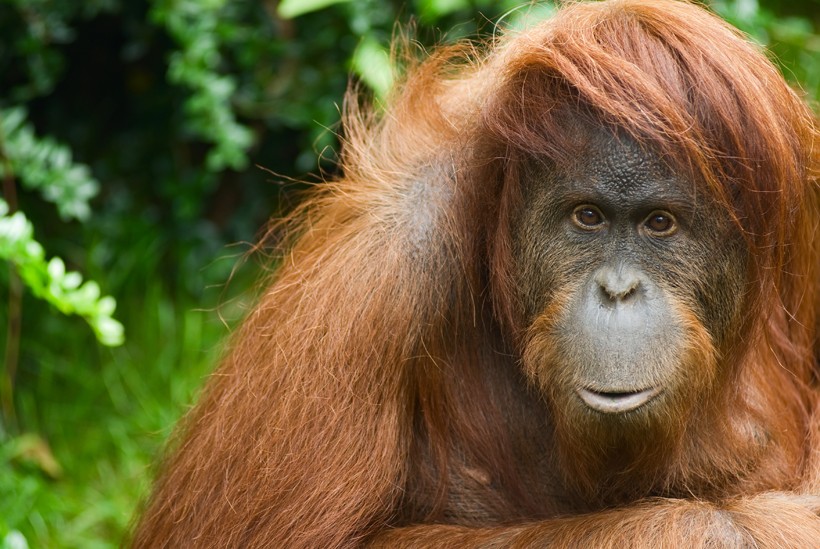 Sumatran orangutans are also known as red apes