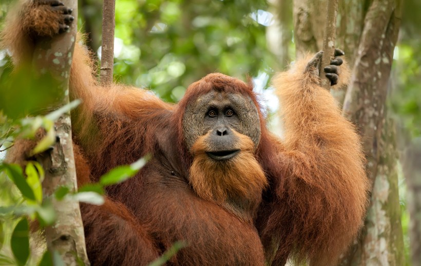 Sumatran orangutan in the tropical rainforest