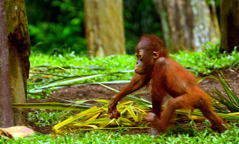 Sumatran orangutan infant walking