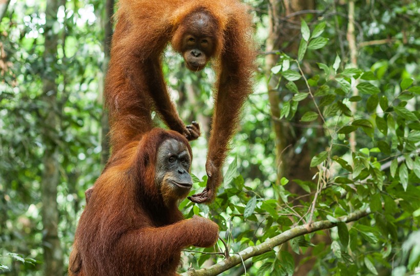 Sumatran orangutans (Pongo abelii) are natives of the island of Sumatra in Indonesia. Sumatran orangutans in the tropical rainforest