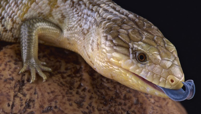 Tiliqua scincoides chimaerea Tanimbar blue-tongued skink