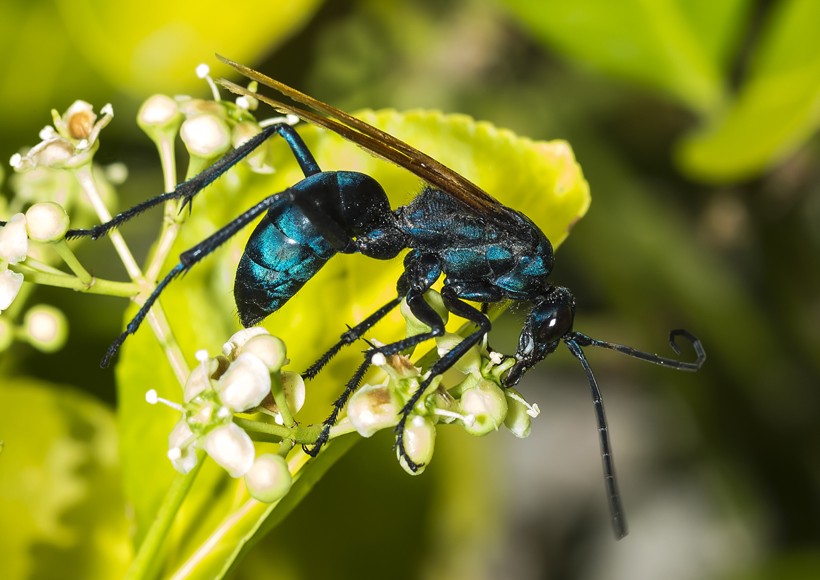 The tarantula hawk is a diurnal creature that spends the day in search of nectar and fermented fruits.