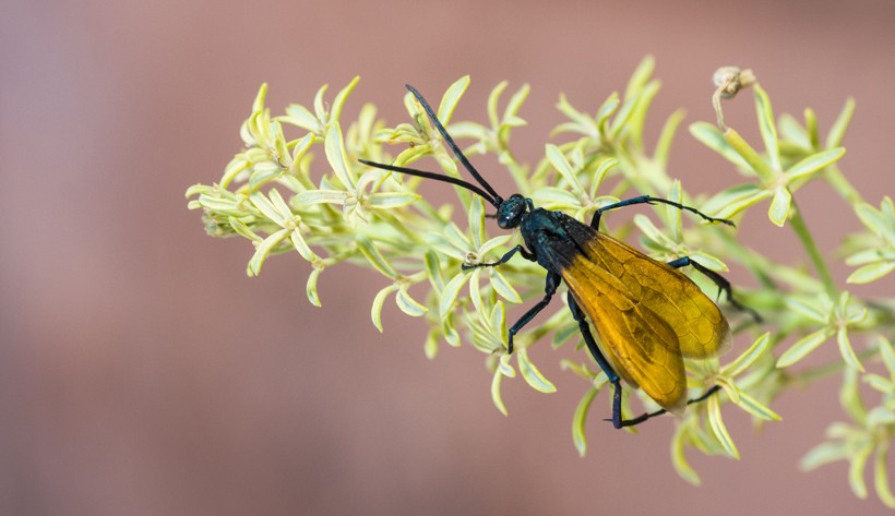 Tarantula hawk looking for nectar, Grand Canyon, Arizona