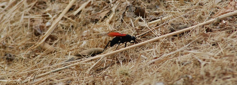 The female tarantula hawk is the one that goes for the tarantula hunt.