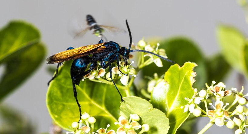 Adult tarantula hawks exclusively feed on nectar