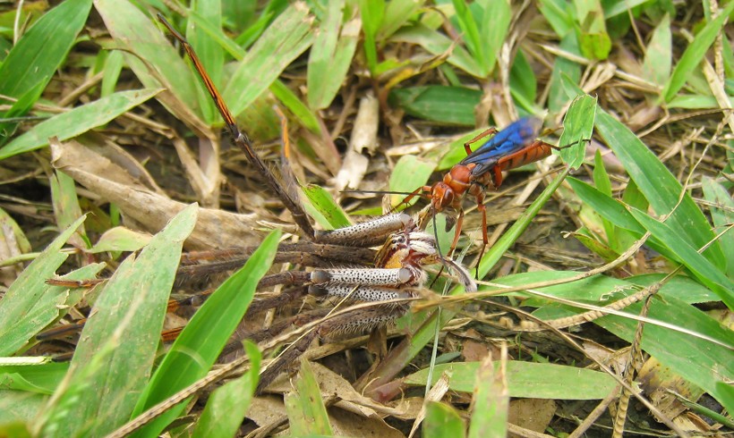 Tarantula hawk dragging the living, paralyzed spider to the burrow, Costa Rica