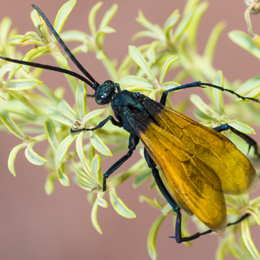 Tarantula Hawk