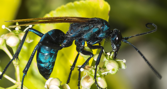 tarantula hawk pompilidae about