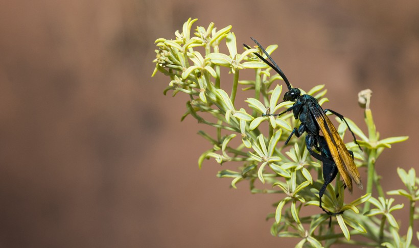 Tarantula hawks exist worldwide (mostly in the tropics and southern hemisphere) due to their adaptable nature.