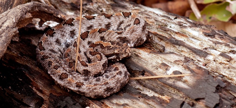 Timber rattlesnake basks in the sun on a log in Ouchita National Forest of Oklahoma