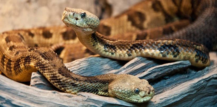 Timber rattlesnake couple