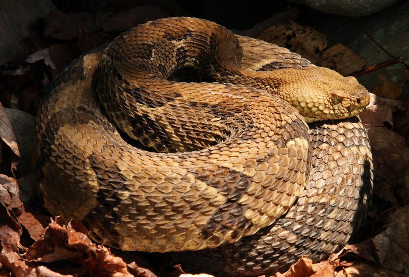 Timber rattlesnake hibernate in a den