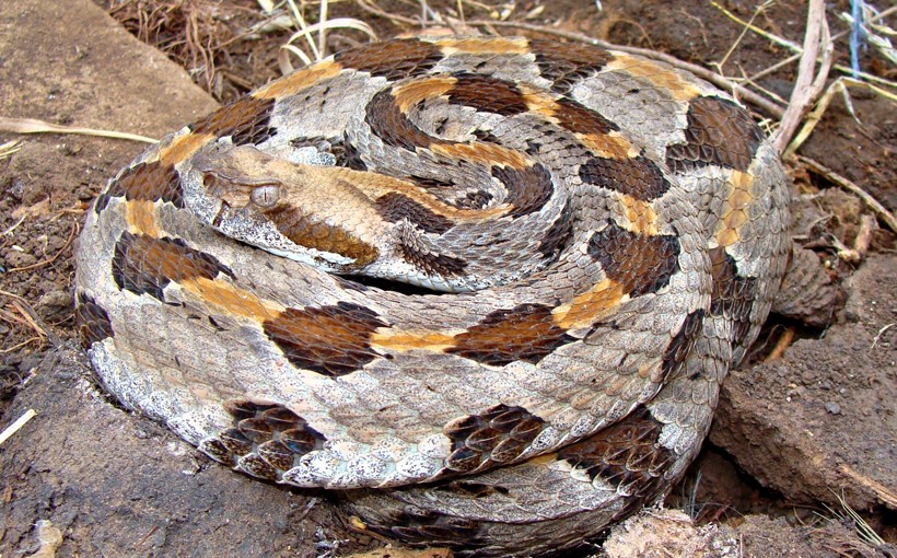 Timber rattlesnake dorsal scales
