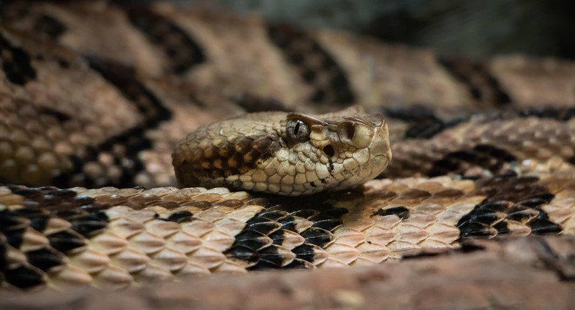 Timber rattlesnake body and head