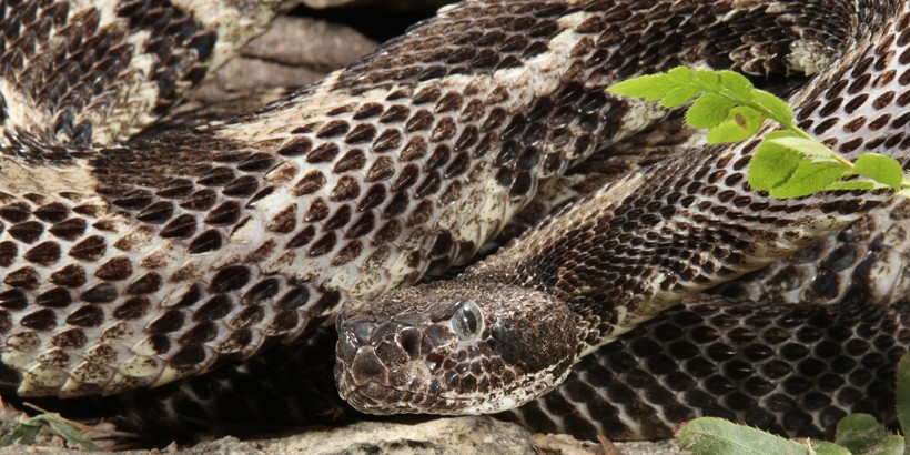 Large timber rattlesnake