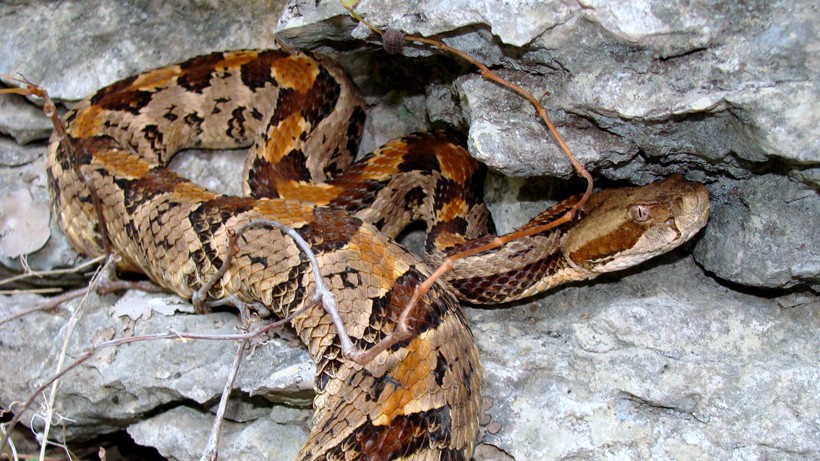 Timber rattlesnake on limestone bluff