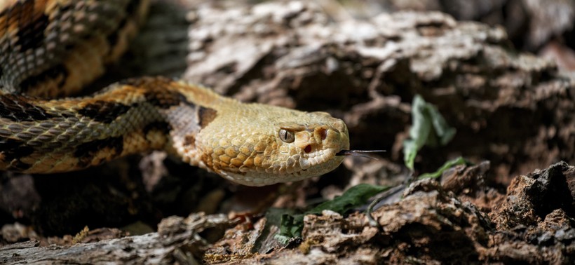 Timber Rattlesnake on the prowl