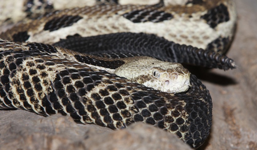 Timber rattlesnake head and rattle