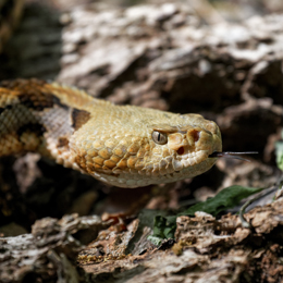 Timber rattlesnake