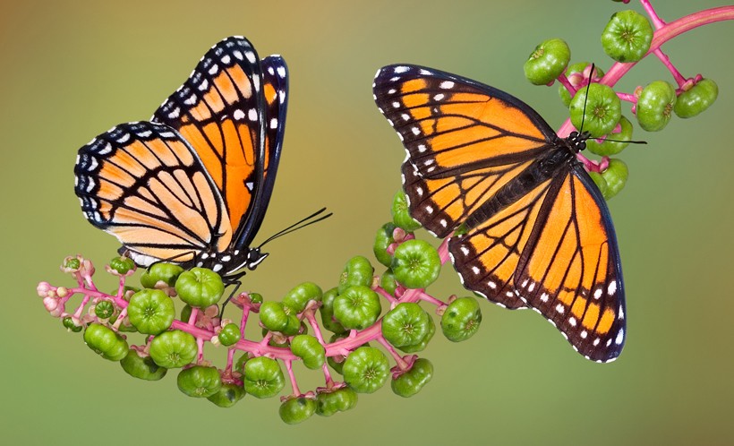 Viceroy butterflies on poke weed