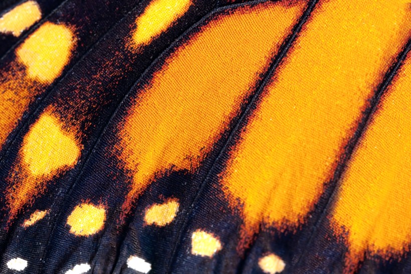 Closeup viceroy wing