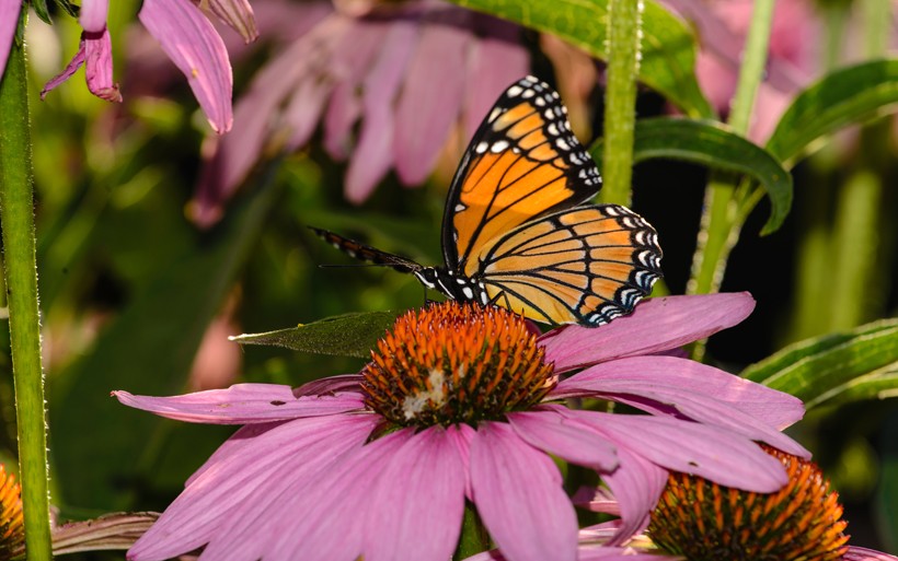 Viceroy butterfly feeding on pink flower