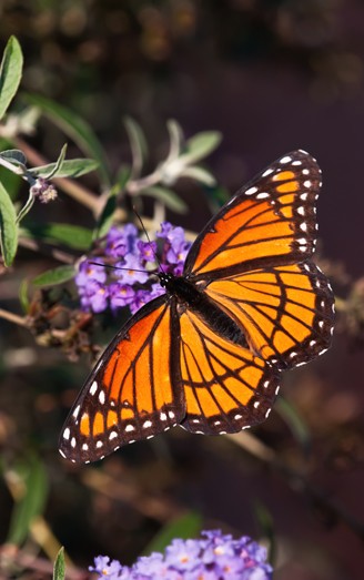 Viceroy butterfly on purple flower