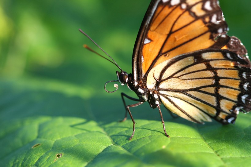 Closeup viceroy butterfly