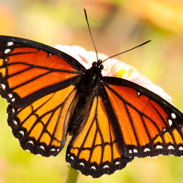 viceroy butterfly