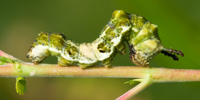 Caterpillar viceroy