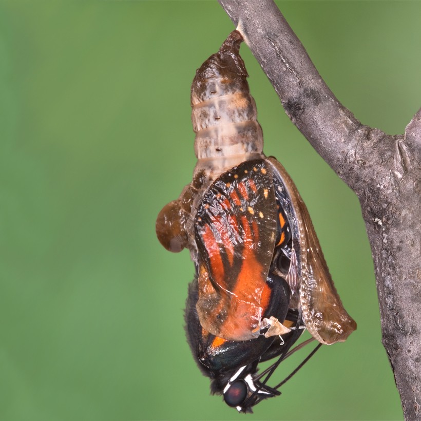 Viceroy emerging from the chrysalis after 10 days