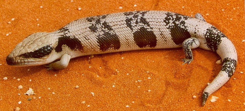 Tiliqua occipitalis Western blue-tongued skink