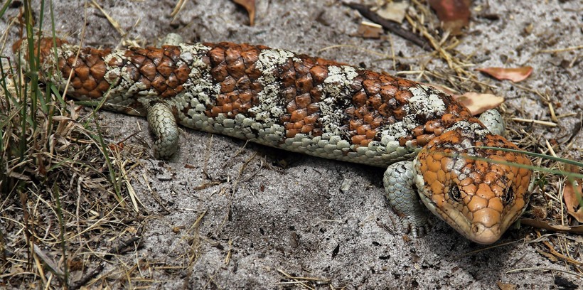 T. r. rugosa Western Shingleback